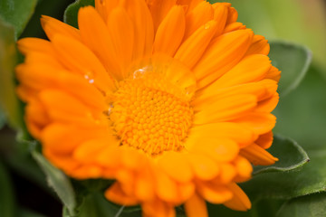 Orange flower with dew