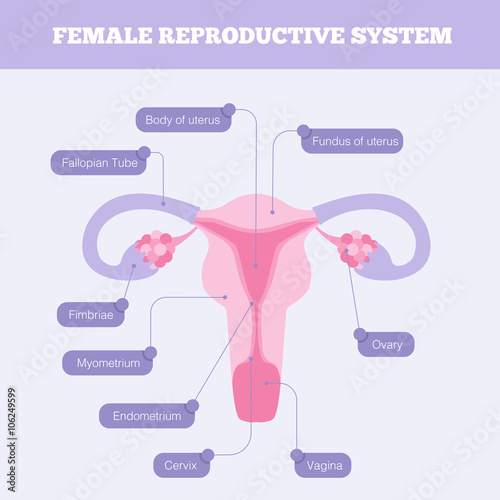 Female Reproductive System Flat Vector Infographic Human Anatomy Including Fallopian Tube