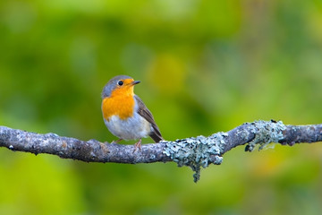 Beautiful Songbird - robin