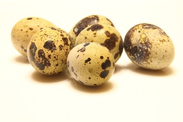 Partridge eggs