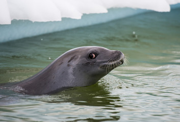 Crabeater seals in the water
