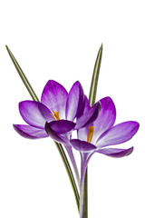 Purple flowers of crocus, isolated on white background