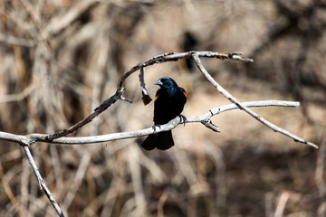 Red Winged Blackbird in a forest in Quebec.