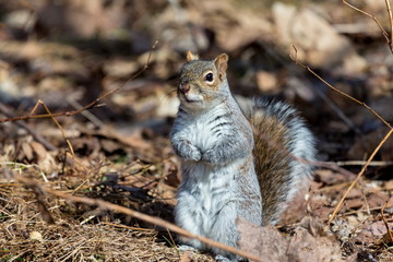 Grey Squirrel in a forest in Quebec Canada.