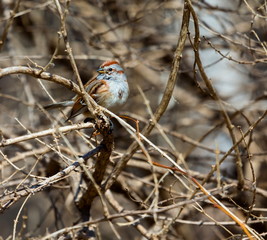 American Sparrow in a forest in Quebec.