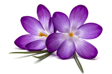 Photo sur Aluminium Crocus Purple flowers of crocus, isolated on white background