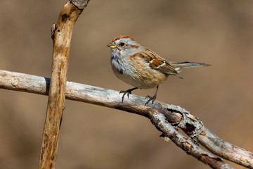 American Sparrow in a forest in Quebec.