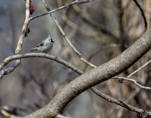 Fototapeta premium Tufted Titmouse in a forest in Quebec.