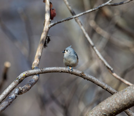 Fototapeta premium Tufted Titmouse in a forest in Quebec.