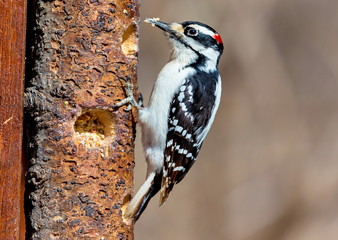 The larger of two look alikes, the Hairy Woodpecker is a small but powerful bird that forages along trunks and main branches of large trees.  - obrazy, fototapety, plakaty