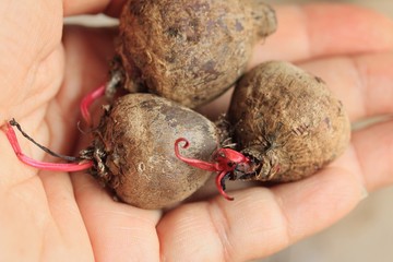 fresh beetroot