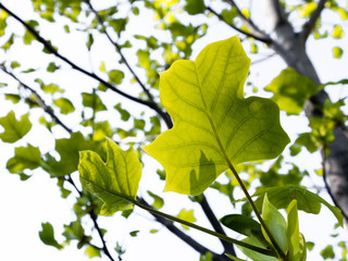 Liriodendron leaves shining in sunligh in springtime