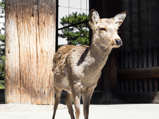 Deer at the entrance to Todaiji temple in Nara, Japan