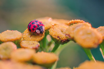 Biedronka © patrykolczak