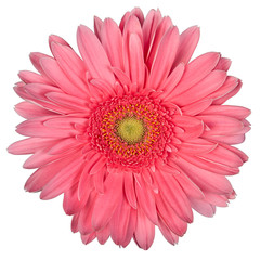 gerbera magenta color on a white background