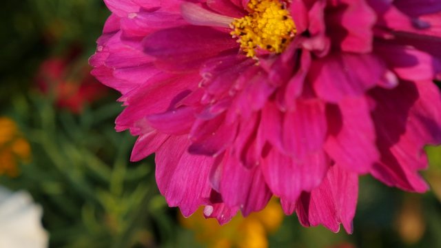 in the garden 4K 2160p 30fps UltraHD footage - Deep pink Cosmos bipinnatus Double Click Cranberry plant details 4K 3840X2160 UHD video 