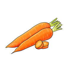 Illustration of two carrots and slices of carrots isolated on white background