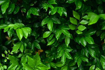 Fototapeta na wymiar Lush foliage