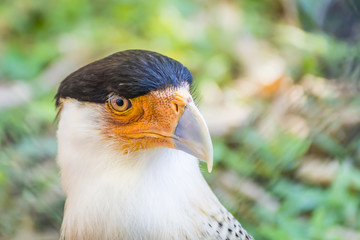 Caracara