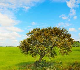 Fototapeta na wymiar oak tree in a green meadow