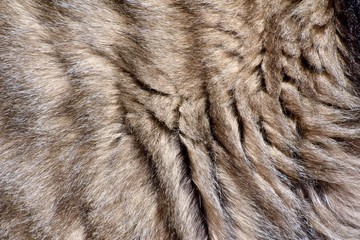 Cat fur background texture