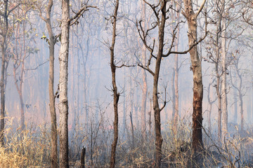 Forest fires with burned trees