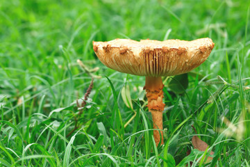Single toadstool with green grass background