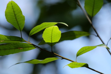 Fototapeta na wymiar 緑の葉