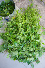 Coccinia grandis vegetable ready for cooking