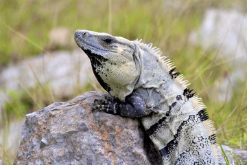 iguana at chichen itza pyramids
