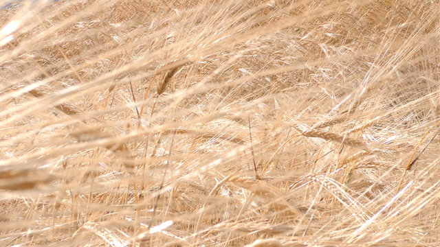 A close-up of ripe golden wheat stalks gently swaying in the breeze under bright sunlight in the highlands near Ingapirca, Ecuador, capturing the texture and movement of the field.
