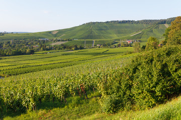 Fototapeta na wymiar German wine fields landscape at summer