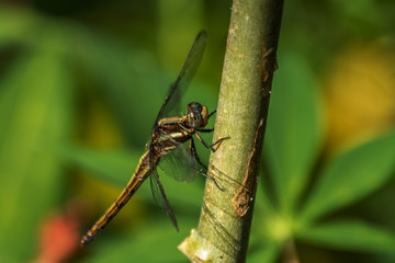 Green dragonfly on a flower, macro, summer