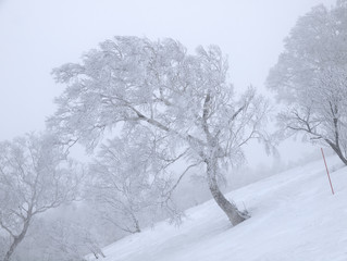 Fototapeta premium 樹氷風景