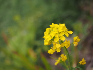 field mustard