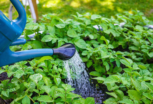 Watering potato plants with watering can