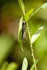 Caterpillar of plain tiger butterfly