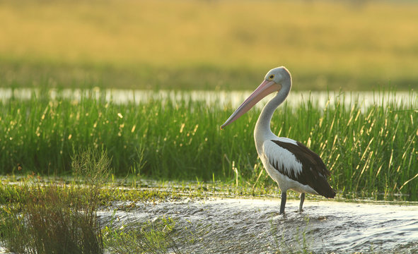 Pelican Standing In Shallow Water In Australian Wetlands At Sunrise