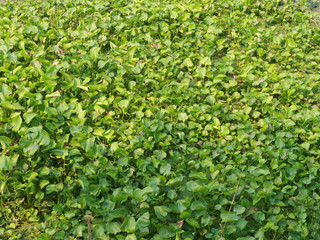 Obraz premium Water hyacinth in a river