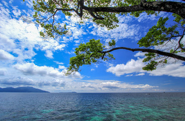 Tree with sea and blue sky background
