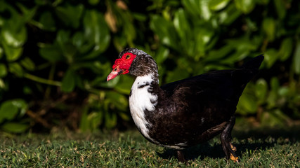 Muscovy Duck, Lake at The Hammocks, Kendall, Florida