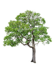 Obraz premium Tree image, Tree object, Tree JPG isolated on white background