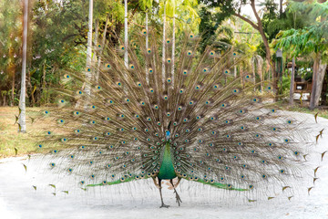 Obraz premium Peacock spread tail-feathers