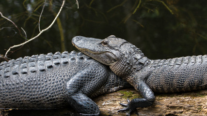 Alligators Resting, Big Cypress National Preserve, Florida