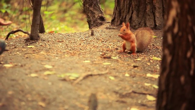 Cute little boy feeding squirrel at park in autumn. 1920x1080