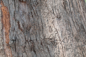 Tree bark texture
