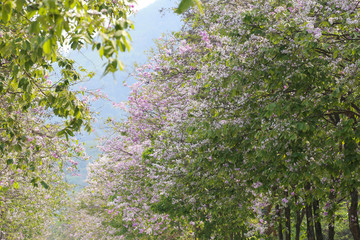 Lagerstroemia speciosa or tabak tree in Thailand,Perennial plant