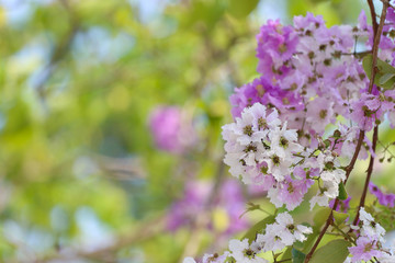 Lagerstroemia speciosa or tabak tree in Thailand,Perennial plant