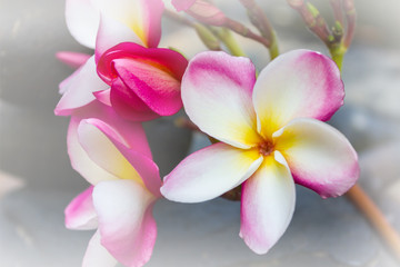 Naklejka na ściany i meble Beautiful flower plumeria or frangipani in soft mood with copy s