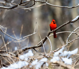 Red Cardinal deep in a forest in the Quebec winter.